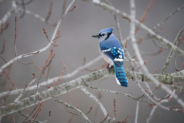 Blue Jay Bird Perched on Maple Tree Branch in Winter