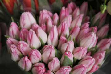Fototapeta premium Beautiful pink tulips on blurred background, closeup. Floral decor