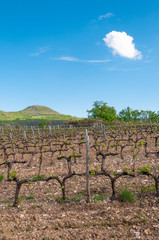 Fototapeta na wymiar France. Hérault; Vignoble et rangs de ceps de vigne sous un ciel bleu. Vineyard and rows of vine stocks under a blue sky