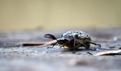 Polyphylla Fullo beetle