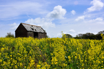 A Derelict Barn in a Field of Oilseed Rape