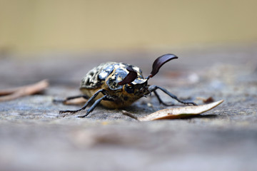 Polyphylla Fullo beetle