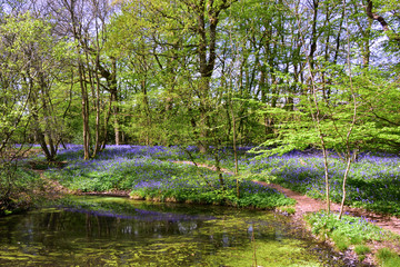 Bluebells by the Upper Pond at Arlington Woods in Sussex