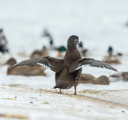   Portrait of Female Mandarin Duck (Aix galericulata) on the water. The mandarin duck (Aix galericulata) is a perching duck species native to East Asia. 