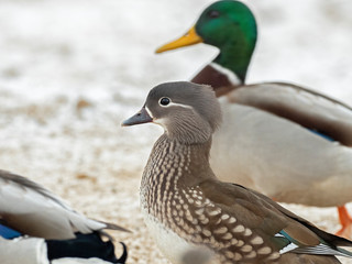   Portrait of Female Mandarin Duck (Aix galericulata) on the water. The mandarin duck (Aix galericulata) is a perching duck species native to East Asia. 