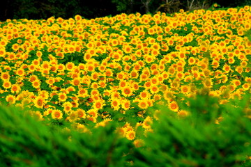 champ de tournesol en provence