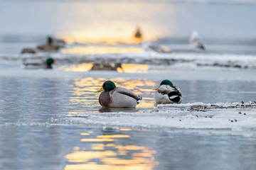 mallard duck male (Anas platyrhynchos) winter on ice in the evening sunset light.