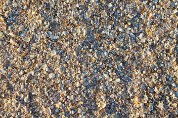 Different multi-colored shells on the beach. Top view. Close-up. Background. Texture.
