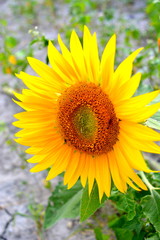 Obraz premium Tournesol en gros plan