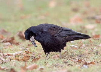 Portrait of Eurasian rook (Corvus frugilegus). Rook on earth looking for food.
