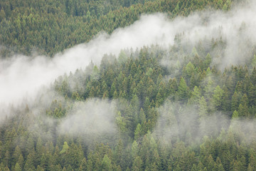 A misty day over an Italian mountain forest