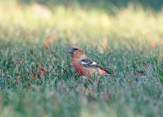 Two-barred or White-winged Crossbill, Loxia leucoptera. 