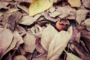 autumn leaves on wooden background