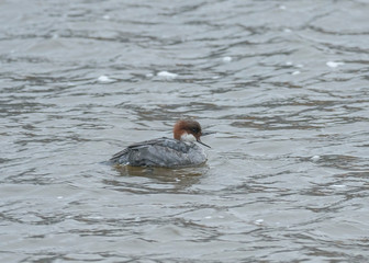 Smew, Mergellus albellus, single female swimming. The smew (Mergellus albellus) is a species of duck, and is the only living member of the genus Mergellus. 