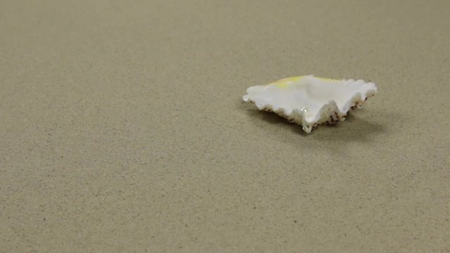 Beautiful seashell with a pearl lying on the beach sand. Slider shot.