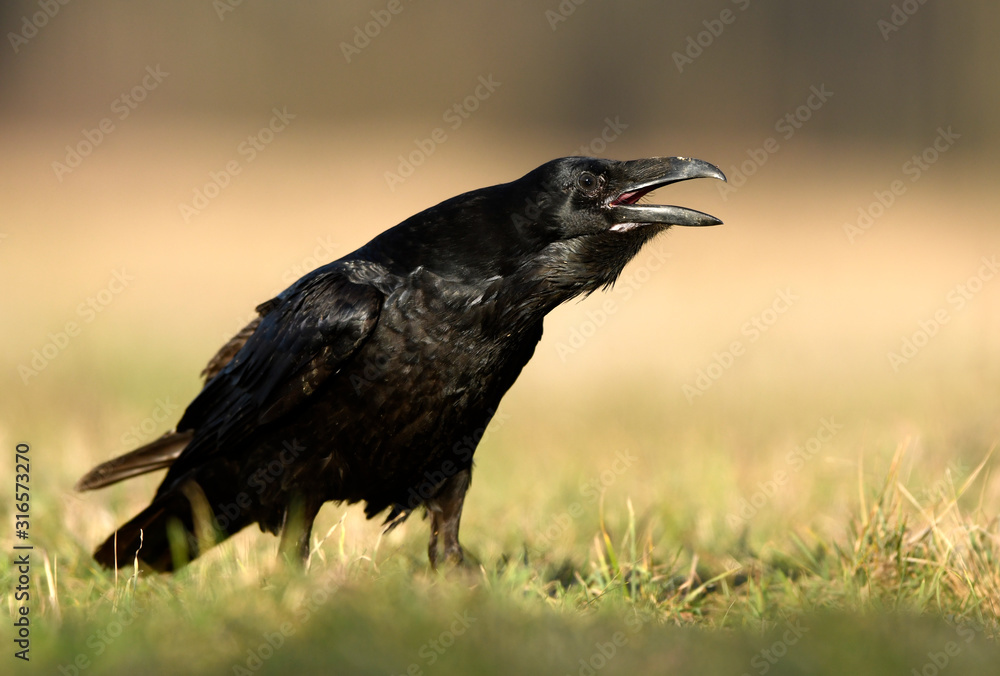 Wall mural raven (corvus corax) close up