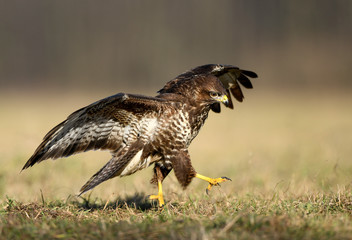 Common buzzard (Buteo buteo) close up