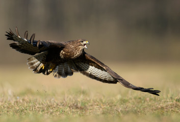 Common buzzard (Buteo buteo) in flight