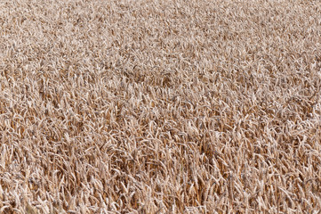 France. Champs de blé, de céréales mûr.  Wheat fields, ripe cereals.