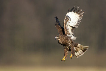 Common buzzard (Buteo buteo) in flight