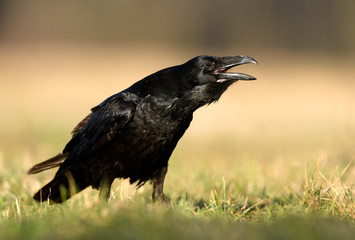 Fototapeta premium Raven (Corvus corax) close up