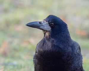Portrait of Eurasian rook (Corvus frugilegus). Rook on earth looking for food.