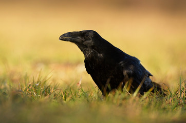 Raven (Corvus corax) close up