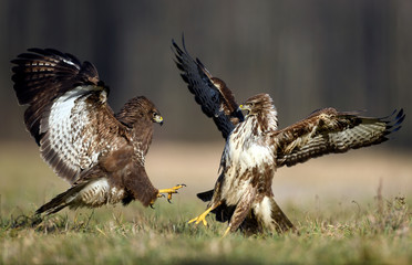 Common buzzard (Buteo buteo) in fight