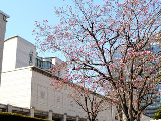 神奈川県横浜市みなとみらいの風景