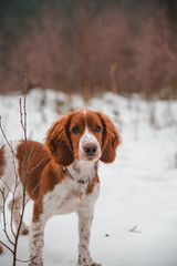 Cute little puppy of welsh springer spaniel breed in snowy winter forest.