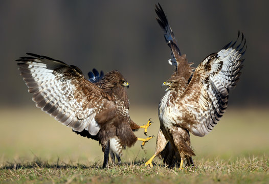 Common buzzard (Buteo buteo) in fight
