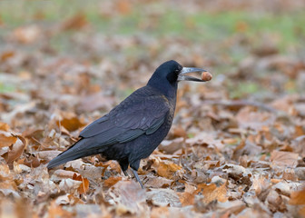Portrait of Eurasian rook (Corvus frugilegus). Rook on earth looking for food.