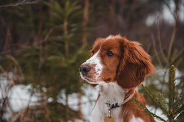 Cute little puppy of welsh springer spaniel breed in snowy winter forest.