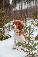 Cute little puppy of welsh springer spaniel breed in snowy winter forest.