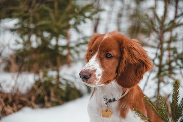 Cute little puppy of welsh springer spaniel breed in snowy winter forest.