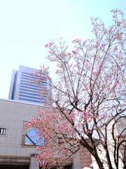 神奈川県横浜市みなとみらいの風景