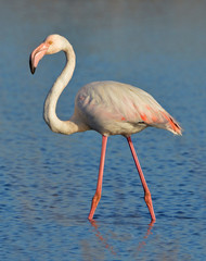 Obraz premium flamingo feeding in the lake