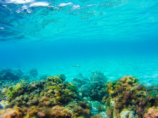 Naklejka na ściany i meble Colorful underwater vegetation in the Mediterranean sea