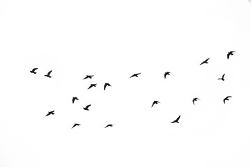 Flocks of flying pigeons isolated on white background. Clipping path.