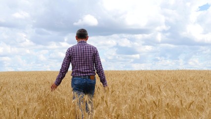 Naklejka na ściany i meble A man farmer is on a wheat field, touching the ripe ears of wheat.
