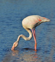 flamingo feeding in the lake © nico99
