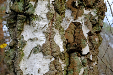 The characteristic cracked white birch (betula) bark forming an interesting pattern.