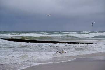Rough sea with waves, wooden breakwaters and seagulls during autumn stormy weather. Black heavy...