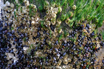 Shellfish Acorn (balanus), little black shells and algae on wooden breakwater on beach of Baltic Sea, Dziwnowek, Poland