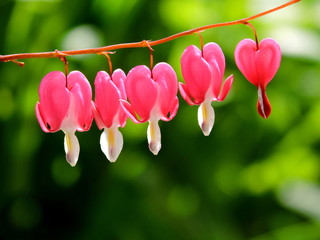Macro spring bleeding hearts flower in heart shape. Dicentra spectabilis in soft sunlight. Pink...
