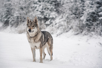 wolfdog standing in a snow