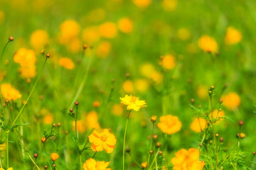 Close-up orange marigold flower on blurred green background