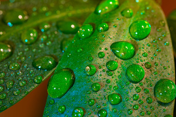 Macro photo of house plant leaves with water drops and colored light reflections