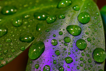 Macro photo of house plant leaves with water drops and colored light reflections