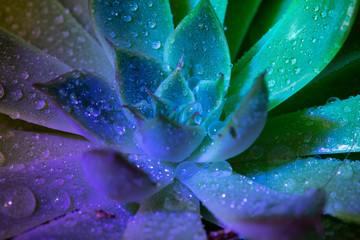 macro photo of succulent plant leaves with water droplets and colored reflected lights